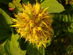 2013-08-18_Regina-F-Rau_Schachen_Blumen  (210).JPG